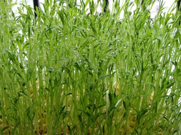 蕎麥芽苗菜批發