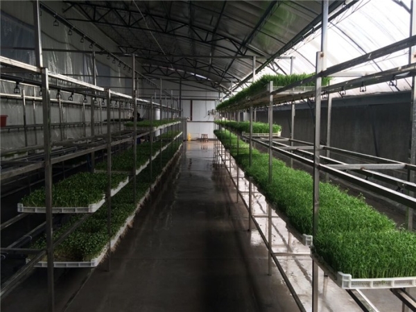 各種芽苗菜批發